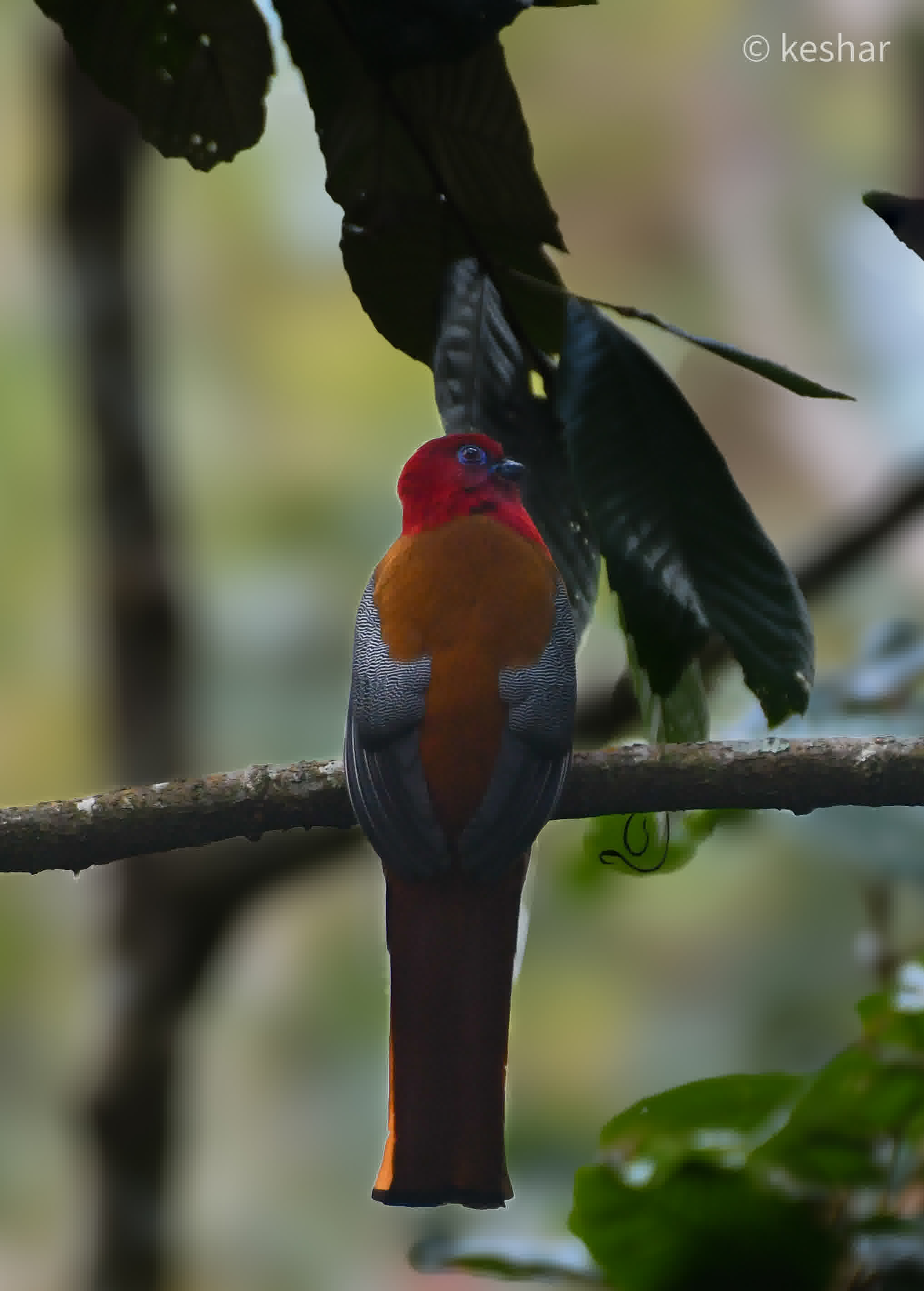 Red Headed Trogon